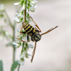 Polistes dominula