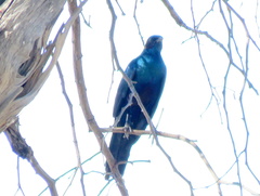 Lamprotornis australis