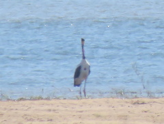 Ephippiorhynchus senegalensis