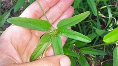 Croton glandulosus