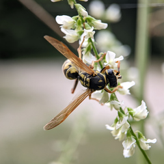 Polistes dominula