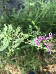 Lythrum salicaria