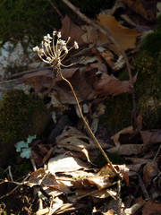 Allium tricoccum