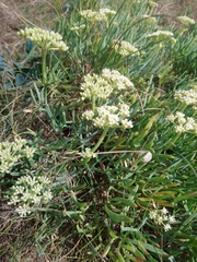 Crithmum maritimum