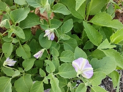 Lycianthes dejecta