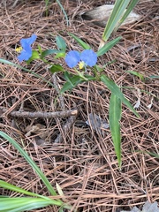 Commelina erecta