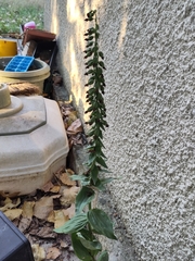 Epipactis helleborine
