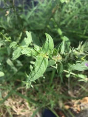 Lythrum salicaria