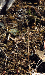 Allium tricoccum
