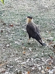 Caracara plancus