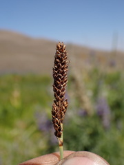 Carex idahoa