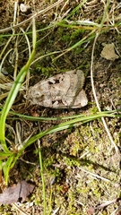 Xestia normanianus