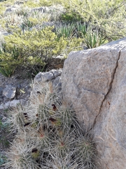 Echinocereus stramineus