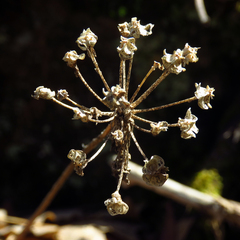 Allium tricoccum