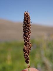 Carex idahoa