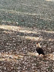 Caracara plancus