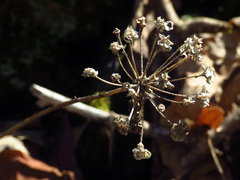 Allium tricoccum
