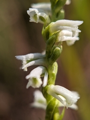 Spiranthes lacera gracilis