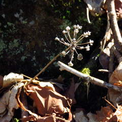 Allium tricoccum