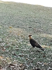 Caracara plancus