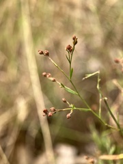 Lechea pulchella