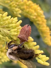 Podisus maculiventris