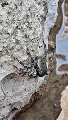 Pachygrapsus marmoratus