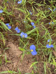 Commelina erecta