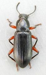 Xylopinus saperdoides