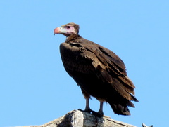 Trigonoceps occipitalis