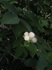 Symphoricarpos albus