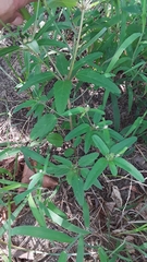 Croton glandulosus