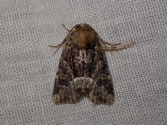 Oligia strigilis