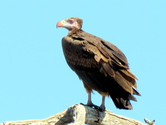 Trigonoceps occipitalis