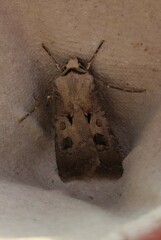 Agrotis exclamationis