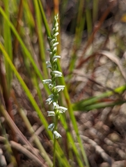 Spiranthes lacera gracilis