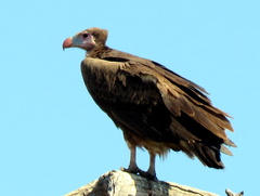 Trigonoceps occipitalis