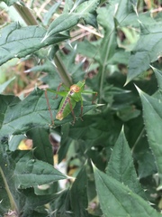 Leptophyes laticauda