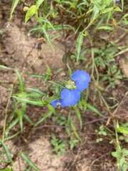Commelina erecta