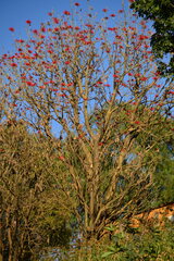 Erythrina americana