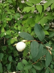 Symphoricarpos albus