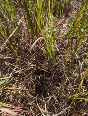 Spiranthes lacera gracilis