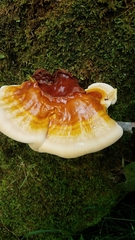 Ganoderma tsugae