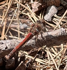 Sympetrum vulgatum