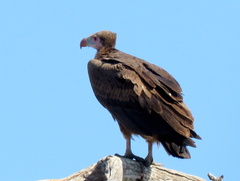 Trigonoceps occipitalis