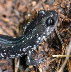 Plethodon cylindraceus