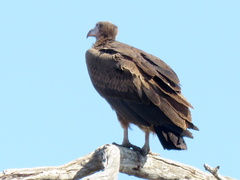 Trigonoceps occipitalis