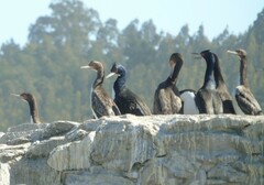 Leucocarbo bougainvillii