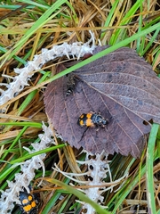 Nicrophorus vespilloides