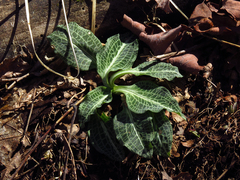 Goodyera pubescens